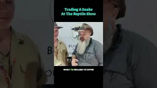Thumbnail: I need to trade this snake... Not sure if bartering is my strongsuit