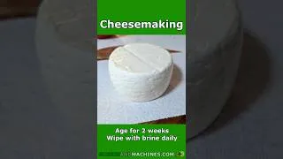 Thumbnail: Making 1 pound wheel of Caciotta Cheese #shorts