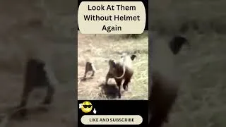 Thumbnail: Look at them without helmet again #funnyanimals #funnyvideos