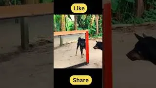 Thumbnail: Too Funny to Miss Dog's Mirror Meltdown Is Pure Comedy Gold #dogshorts #pets  #funnyanimals