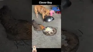Thumbnail: Funny Video Dog Covers Food to Foil Chickens Plan #dogshorts #dog #funnyanimals