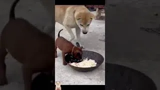 Thumbnail: Funny Moment Little Canine Stands Against Large Dog in Food Clash  #dogshorts  #FunnyPets #animals