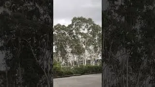 Thumbnail: The birds know...