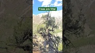 Thumbnail: Deforestation in Fairy Meadows