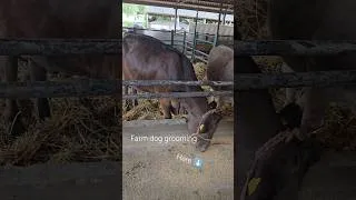 Thumbnail: Watch the full video 🐄 #dog #grooming #pets