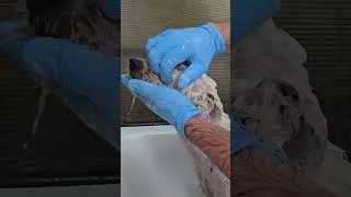 Thumbnail: Watch Here ☝️ Full Video of Grooming Transformation  #grooming #dog