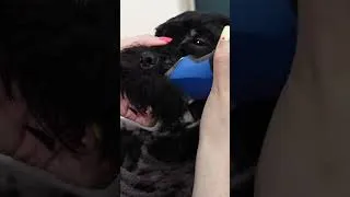 Thumbnail: Watch Here ☝️ Full Video of Grooming Transformation  #grooming #dog