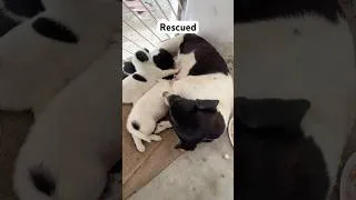 Thumbnail: They Were Left to Die #dogshorts #dogs #dogsofyoutube