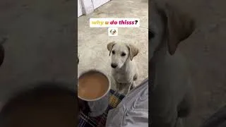 Thumbnail: This was Insane 🥺.  #dogsofyoutube #dogshorts #funnydogs
