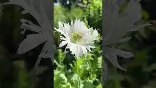 Thumbnail: Bees enjoying the poppies 🐝