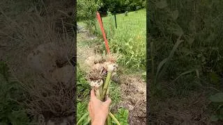 Thumbnail: Late Planted Garlic Test Results