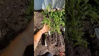Thumbnail: Seed Snail followup