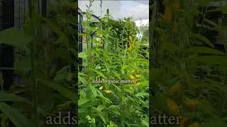 Thumbnail: Don't Leave Garden Beds Empty This Summer