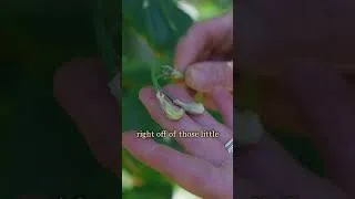 Thumbnail: Grow Asparagus Beans From Seed to Harvest
