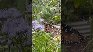 Thumbnail: Gregg's Mistflower Is a Butterfly Magnet