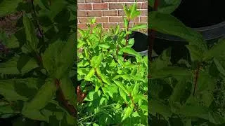 Thumbnail: A Hydrangea with Beautiful Red Stems!
