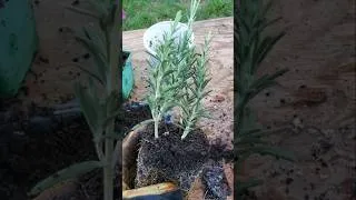 Thumbnail: How Well Did My Fall Propagated Rosemary Do? Take a look! (Overwintered Rosemary)