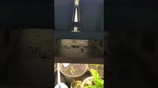 Thumbnail: Leggy Seedlings? Do This to Fix Them!