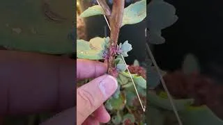 Thumbnail: Layering Sedum to Propagate More Free Plants!