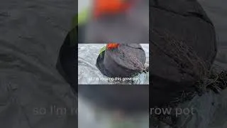 Thumbnail: Don’t Pull Your Sweet Potatoes Until You Try This First!