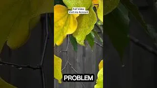 Thumbnail: Dying Plants Fix it #plants #gardening #shorts