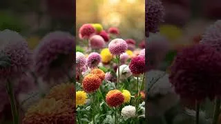 Thumbnail: #plants