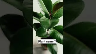 Thumbnail: #plants