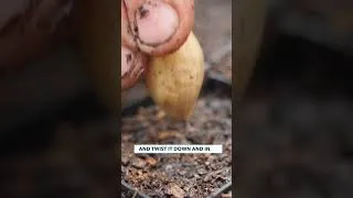 Thumbnail: The Easiest Way to Grow Onions