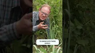 Thumbnail: Plant Once Harvest Forever! Babingtons Leeks