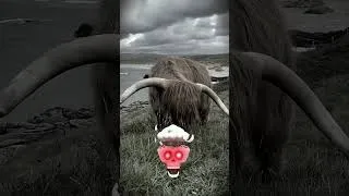 Thumbnail: Before & After Animals Growing Up. Bull transformation