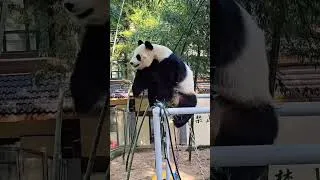 Thumbnail: Fanny pandas
