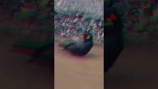 Thumbnail: Birds world