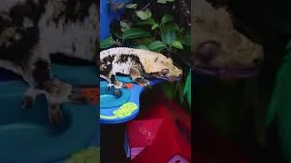 Thumbnail: Custom Dragon Ball Z Crested Gecko Enclosure ⚡🐉