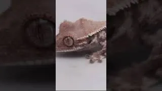 Thumbnail: Crested Geckos for Sale: Guardians of the Geckos Black Friday Sale! 🦎🔥