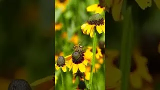 Thumbnail: Beautiful Relaxing Piano Music For Stress Relief, Study, Meditation
