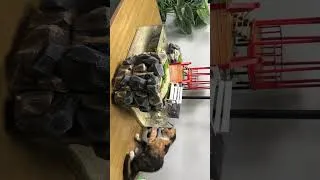 Thumbnail: Epic Styrofoam Cliffs! Miniature Bridges and Red Gazebos in Guppy Aquarium 😍
