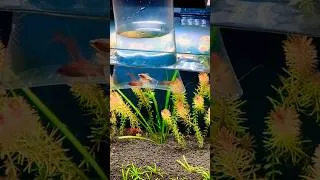 Thumbnail: A Heartwarming Reunion: My Veil Tail Cherry Barb Finds New Friends! 🐠💕
