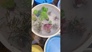 Thumbnail: Growing Rotala Wallichii Without CO2 | Budget Planted Tank Success