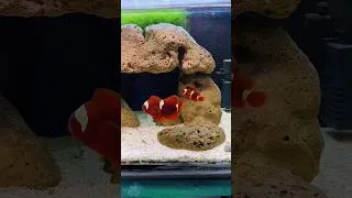 Thumbnail: How I Keep My Marine Aquarium ALGAE-FREE Naturally! 🌿 | Macro Algae Secrets Revealed