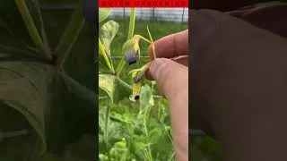 Thumbnail: Sugar Snap Peas Are Growing Like Crazy In My Garden!
