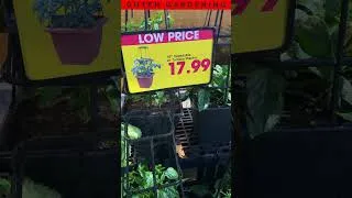 Thumbnail: Would You Pay THIS MUCH for 1 Tomato Plant?!