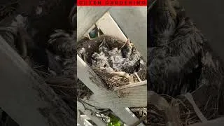 Thumbnail: Why Is This Mama Robin So Mad at Me?