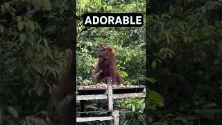 Thumbnail: Infinite baby orangutan glitch