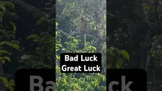 Thumbnail: Nest Building Orangutan Mother!
