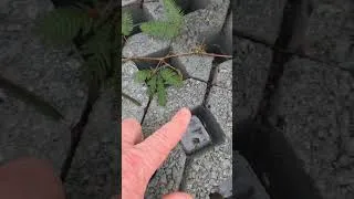 Thumbnail: PLANT THAT GOES TO SLEEP IN THAILAND