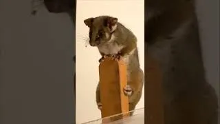 Thumbnail: Possum on the Easel