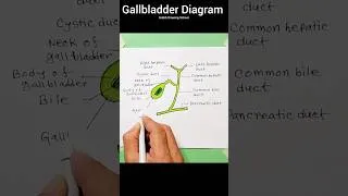 Thumbnail: How to Draw Gallbladder diagram Drawing #shorts #gallbladder #gallbladderdiagram