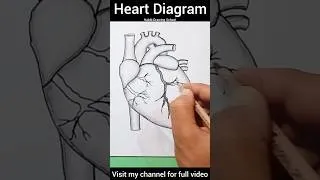 Thumbnail: External Structure Of Heart Diagram #shorts #heartdiagram #heartdrawing