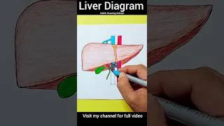 Thumbnail: How To Draw Liver Diagram Drawing #shorts #howtodrawliver #liverdiagram