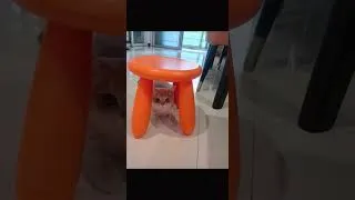 Thumbnail: The Gentle Cat Who Patiently Plays With and Protects His Little Human